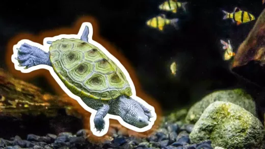 האפונה כחיית מחמד מימית